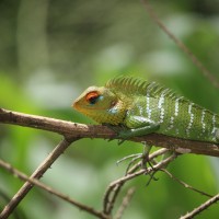 Calotes calotes Linnaeus, 1758